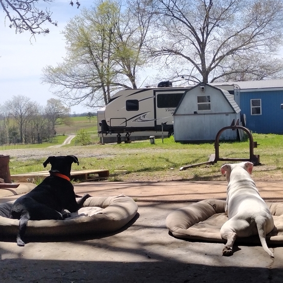 ππBuy One Get One π Rescue - Foster Support ππ - Picture 4 of 6